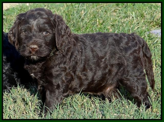 Paris Gus pups 5 wks old 211