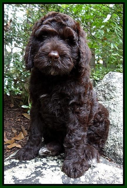 Paris Gus pups 8 wks old #7 019