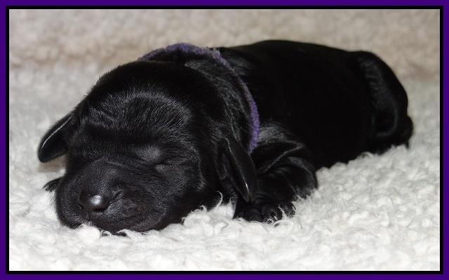 Paris Gus pups 1 day old 026