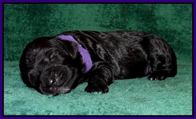 Paris Gus pups 1 wk old 040