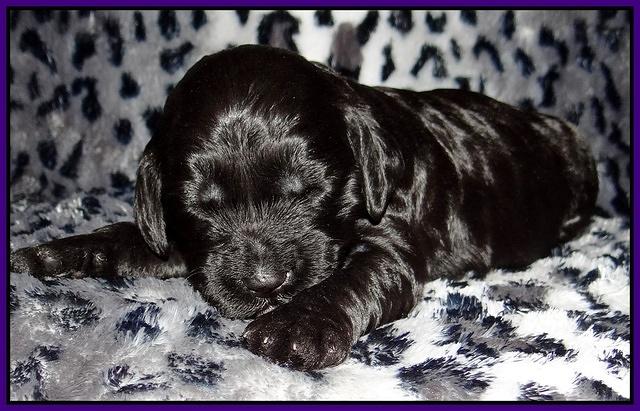 Paris Gus pups 2 wks old 069