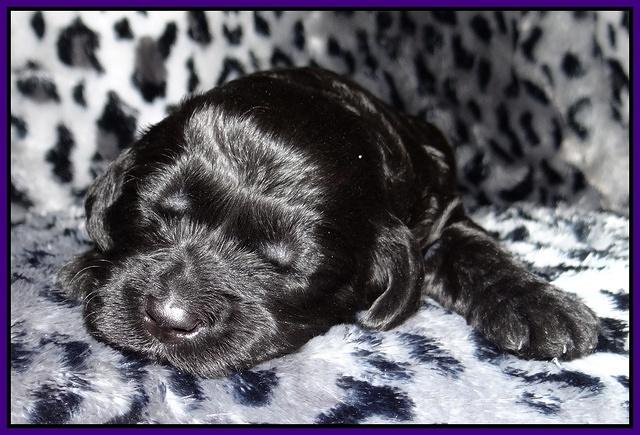 Paris Gus pups 2 wks old 070