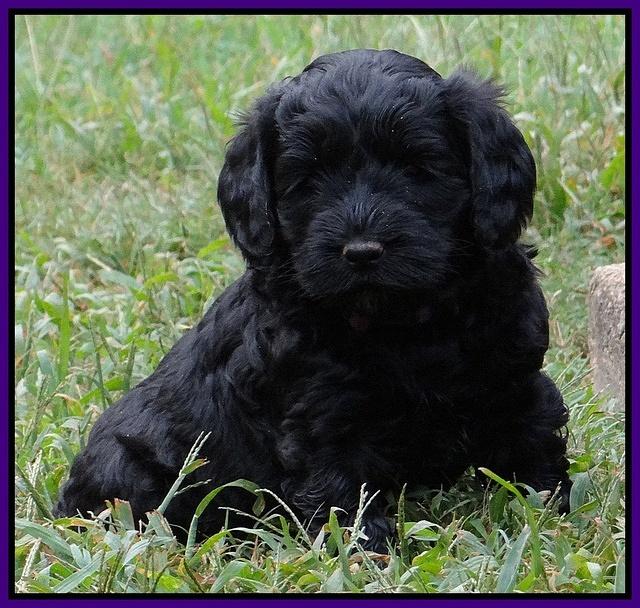 Paris Gus pups 5 wks old 231