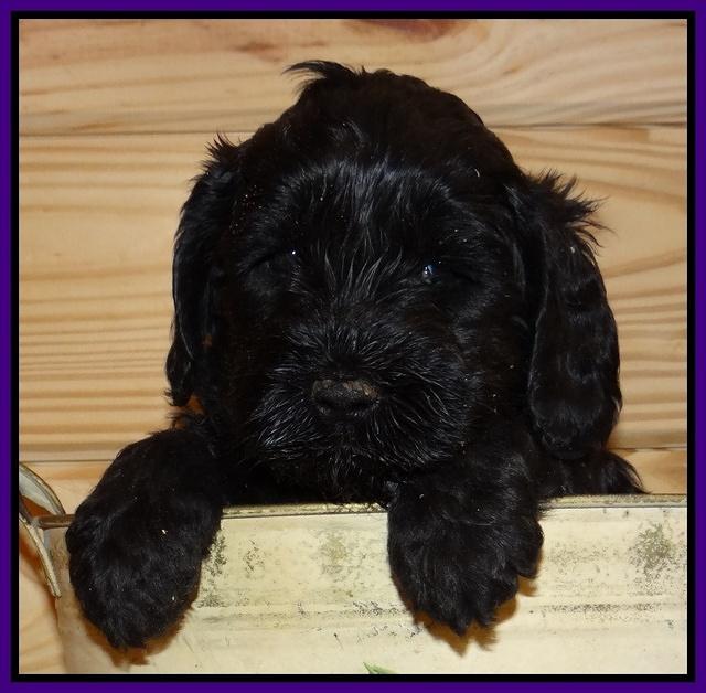 Paris Gus pups 5 wks old 241