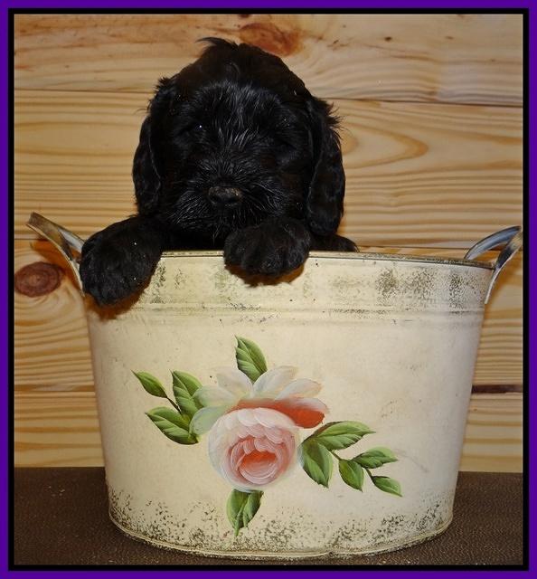 Paris Gus pups 5 wks old 251