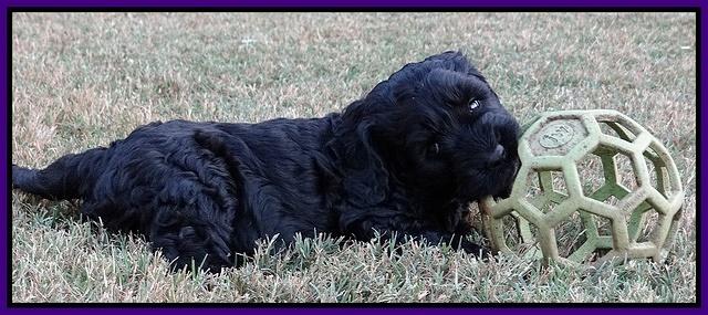 Paris Gus pups 6 wks old 182
