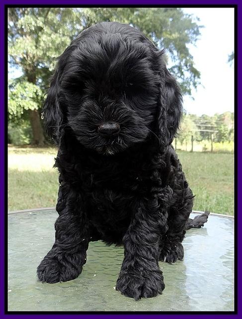 Paris Gus pups 7 wks old 121