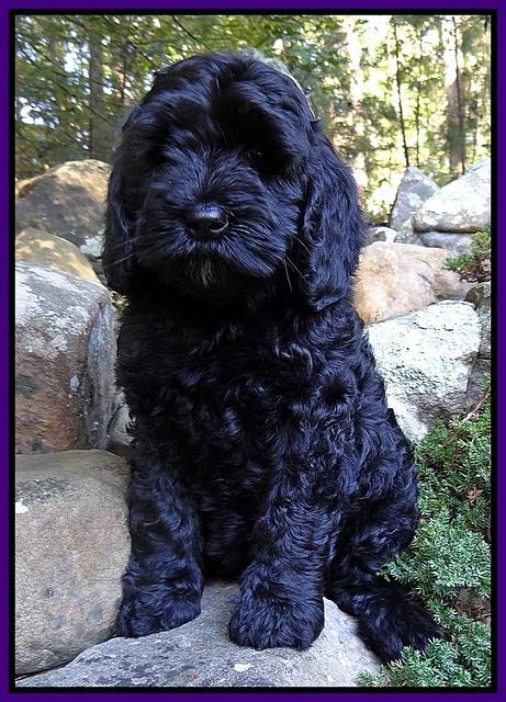 Paris and Gus pups 8 wks old #9 008