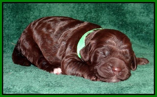 Paris Gus pups 1 wk old 046