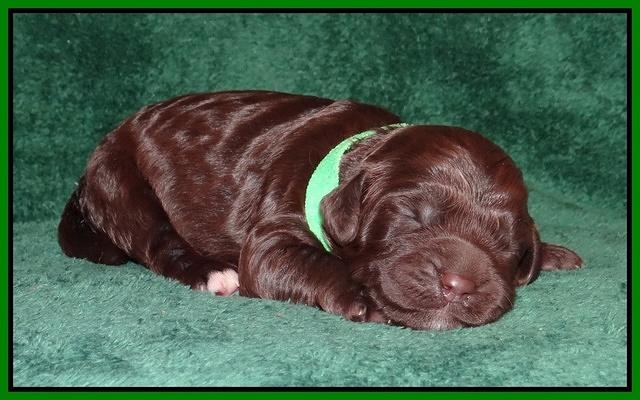 Paris Gus pups 1 wk old 047