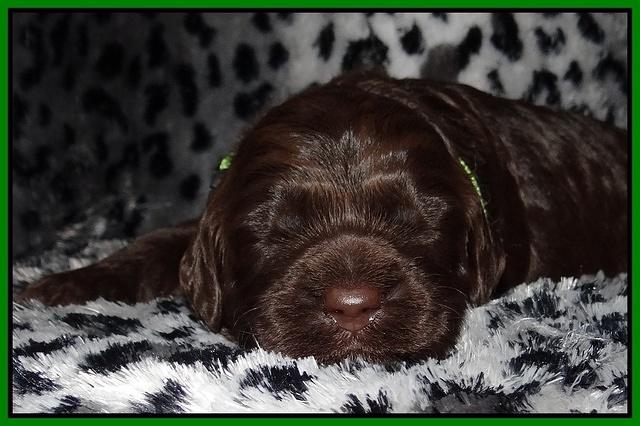 Paris Gus pups 2 wks old 084