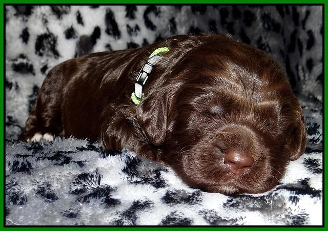 Paris Gus pups 2 wks old 089