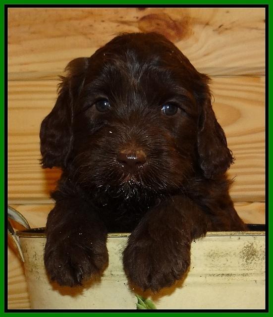 Paris Gus pups 5 wks old 311