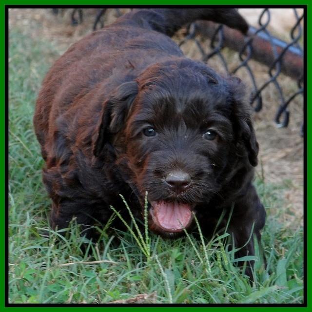 Paris Gus pups 5 wks old 361