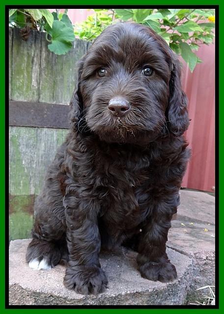 Paris Gus pups 6 wks old 163