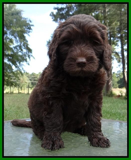 Paris Gus pups 7 wks old 141