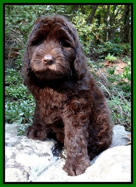 Paris Gus pups 8 wks old 31