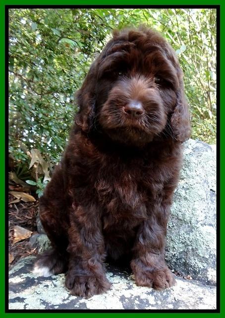 Paris Gus pups 8 wks old 41