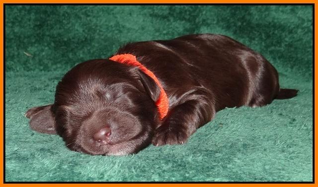 Paris Gus pups 1 wk old 066