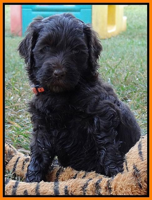 Paris Gus pups 5 wks old 411