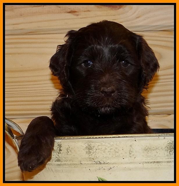 Paris Gus pups 5 wks old 421