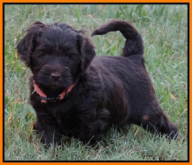 Paris Gus pups 5 wks old 431