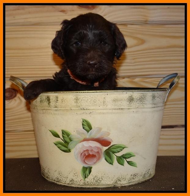 Paris Gus pups 5 wks old 441