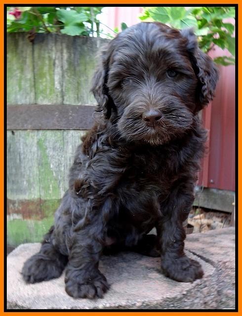 Paris Gus pups 6 wks old 183