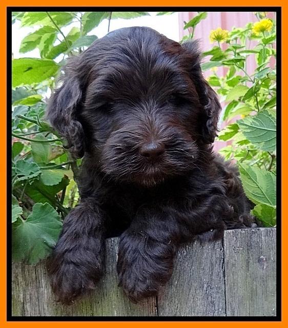 Paris Gus pups 6 wks old 193