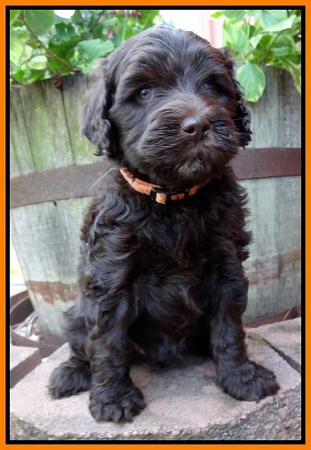 Paris Gus pups 6 wks old 213