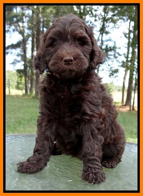 Paris Gus pups 7 wks old 181
