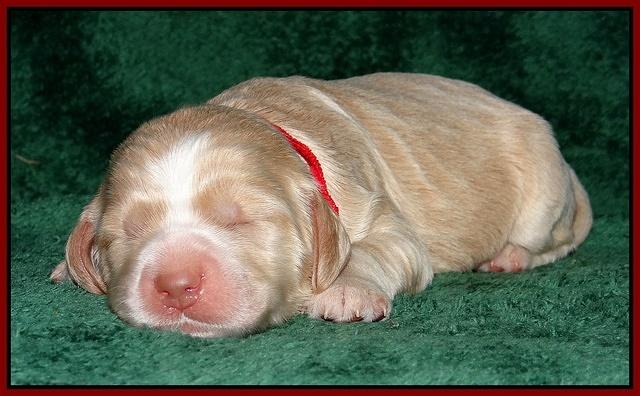 Paris Gus pups 1 wk old 079