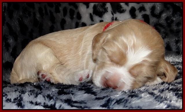 Paris Gus pups 2 wks old 119