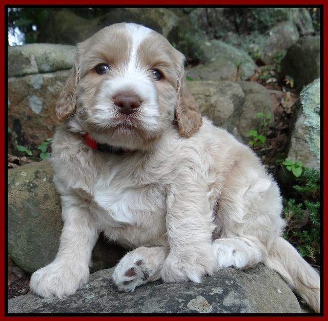 Paris Gus pups 4 wks old 072