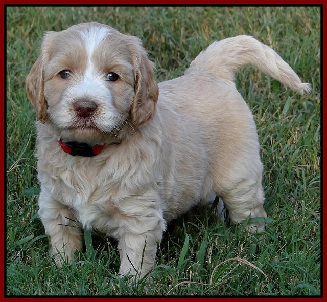 Paris Gus pups 5 wks old 521