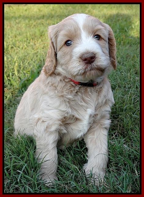 Paris Gus pups 5 wks old 541