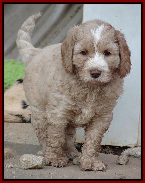 Paris Gus pups 6 wks old 152