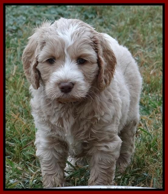 Paris Gus pups 6 wks old 162