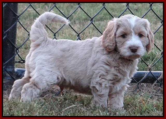 Paris Gus pups 6 wks old 172