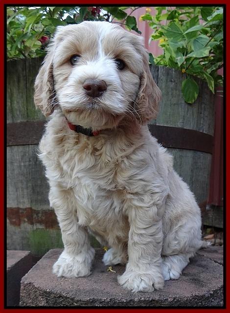 Paris Gus pups 6 wks old 233