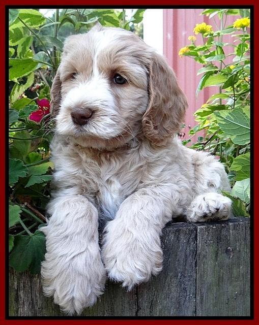 Paris Gus pups 6 wks old 253