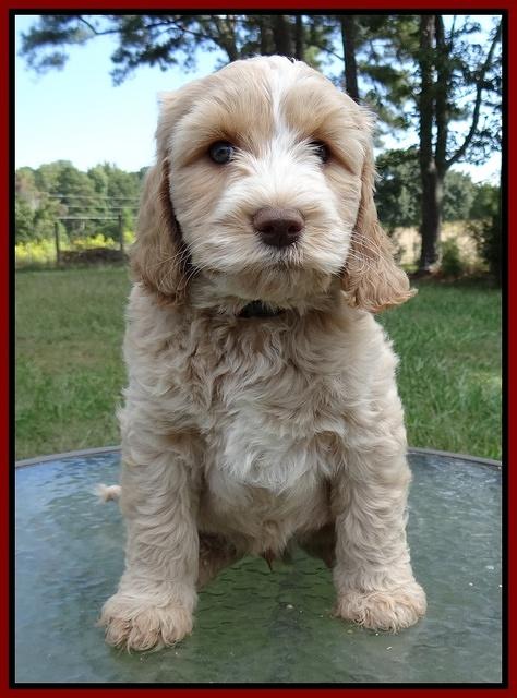 Paris Gus pups 7 wks old 211