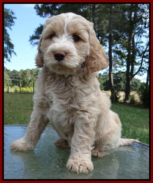 Paris Gus pups 7 wks old 221