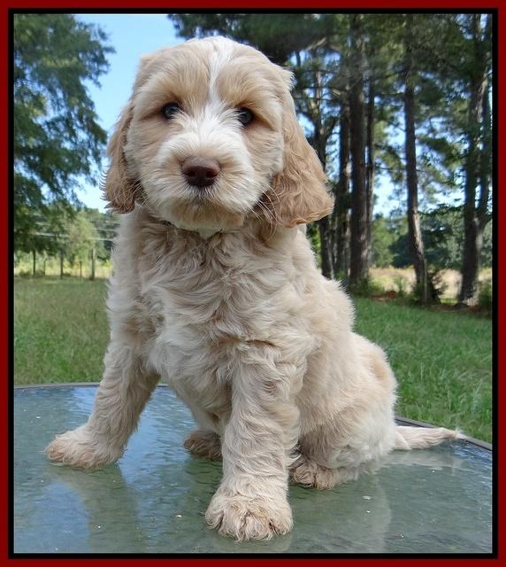 Paris Gus pups 7 wks old 231