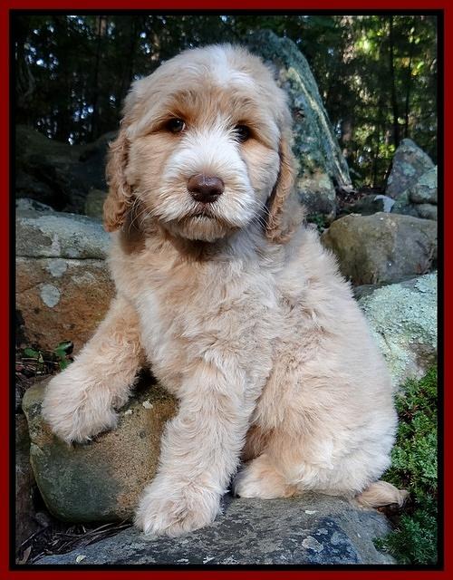 Paris Gus pups 8 wks old #5 005