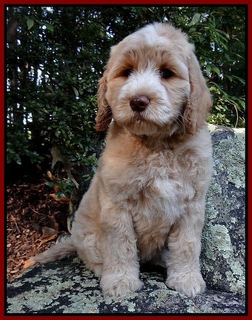 Paris Gus pups 8 wks old #5 010