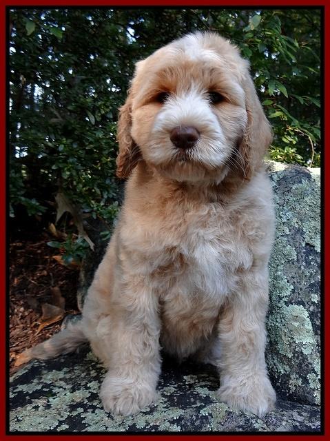 Paris Gus pups 8 wks old #5 014