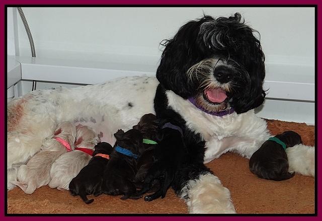 Paris Gus pups 1 day old 050