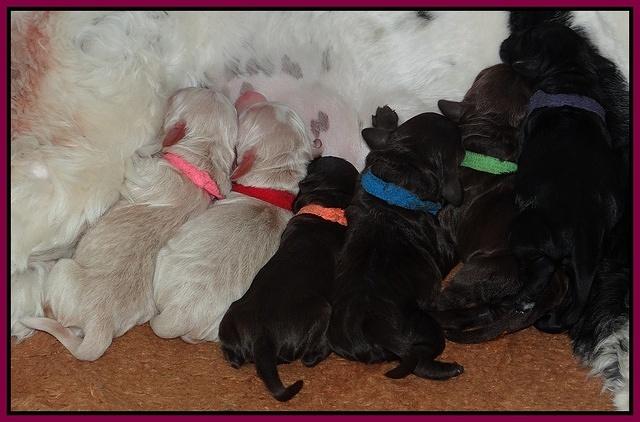 Paris Gus pups 1 day old 051