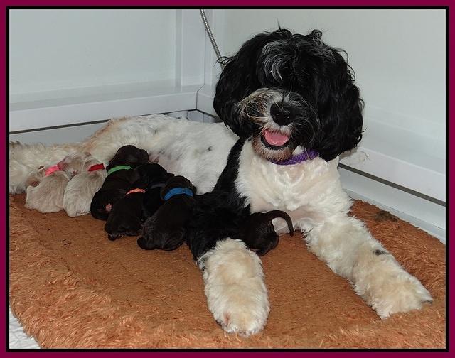 Paris Gus pups 1 day old 056